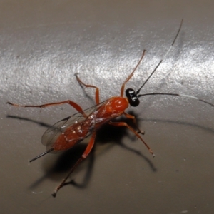 Stiromesostenus sp. (genus) at Acton, ACT - 20 May 2022 11:28 AM