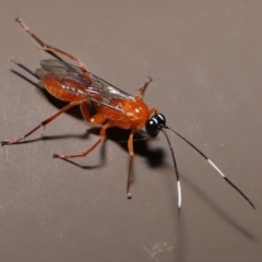 Stiromesostenus sp. (genus) at Acton, ACT - 20 May 2022 11:28 AM