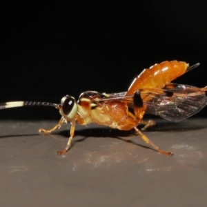 Ichneumonidae (family) at Acton, ACT - 20 May 2022 11:31 AM