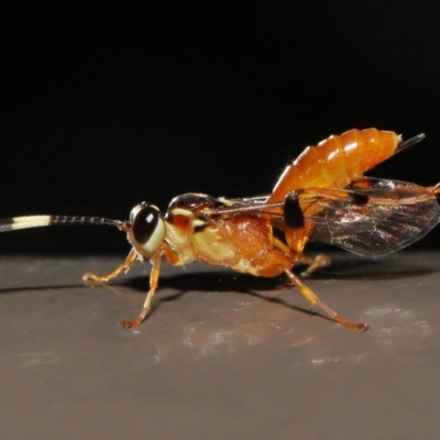 Ichneumonidae (family) (Unidentified ichneumon wasp) at Acton, ACT - 20 May 2022 by TimL