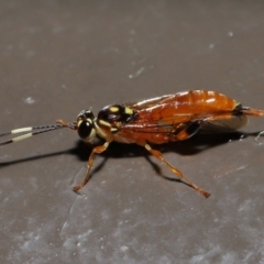 Ichneumonidae (family) at Acton, ACT - 20 May 2022 11:31 AM