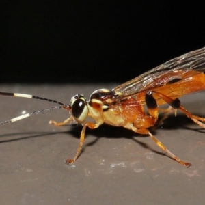 Ichneumonidae (family) at Acton, ACT - 20 May 2022 11:31 AM