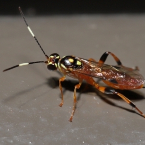 Ichneumonidae (family) at Acton, ACT - 20 May 2022 11:31 AM