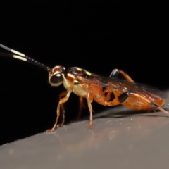 Ichneumonidae (family) at Acton, ACT - 20 May 2022 11:31 AM