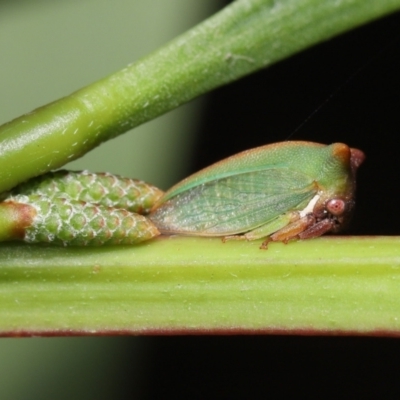 Sextius virescens (Acacia horned treehopper) at ANBG - 20 May 2022 by TimL