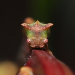 Sextius virescens (Acacia horned treehopper) at ANBG - 20 May 2022 by TimL