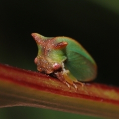 Sextius virescens at Acton, ACT - 20 May 2022