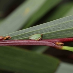 Sextius virescens at Acton, ACT - 20 May 2022