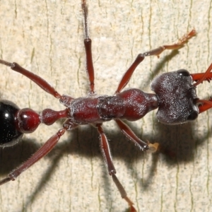 Myrmecia simillima at Acton, ACT - 20 May 2022