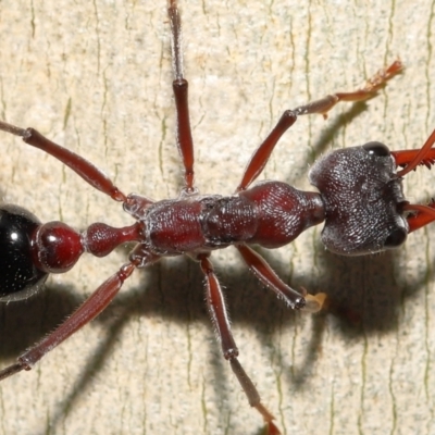 Myrmecia simillima (A Bull Ant) at ANBG - 20 May 2022 by TimL