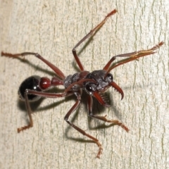 Myrmecia simillima at Acton, ACT - 20 May 2022