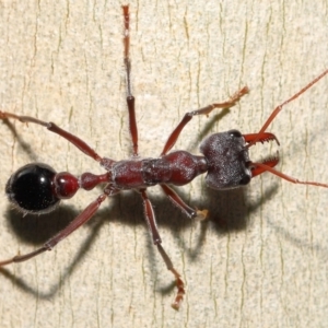 Myrmecia simillima at Acton, ACT - 20 May 2022