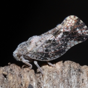 Massila sp. (genus) at Evatt, ACT - 22 May 2022 02:16 PM