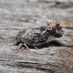 Massila sp. (genus) at Evatt, ACT - 22 May 2022 02:16 PM