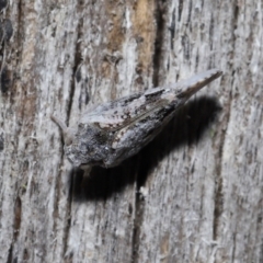 Massila sp. (genus) at Evatt, ACT - 22 May 2022 02:16 PM