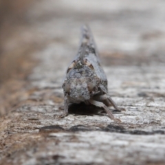 Massila sp. (genus) at Evatt, ACT - 22 May 2022 02:16 PM