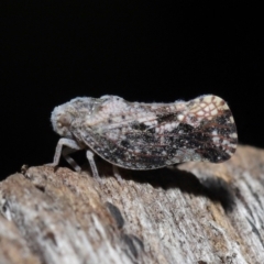 Massila sp. (genus) at Evatt, ACT - 22 May 2022 02:16 PM