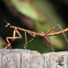 Archimantis sp. (genus) (Large Brown Mantis) at Evatt, ACT - 22 May 2022 by TimL