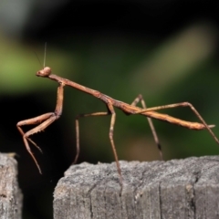 Archimantis sp. (genus) at Evatt, ACT - 22 May 2022