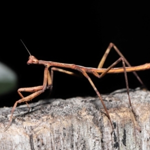 Archimantis sp. (genus) at Evatt, ACT - 22 May 2022