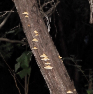 Truncospora ochroleuca at Acton, ACT - 22 May 2022