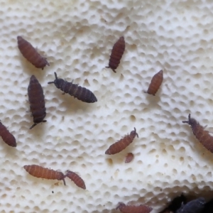 Hypogastrura sp. (genus) at Acton, ACT - 22 May 2022 10:45 AM