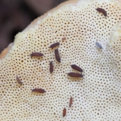 Hypogastrura sp. (genus) at Acton, ACT - 22 May 2022