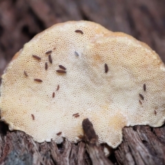 Hypogastrura sp. (genus) at Acton, ACT - 22 May 2022