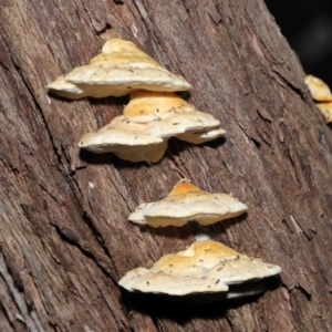 Hypogastrura sp. (genus) at Acton, ACT - 22 May 2022