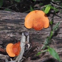 Trametes coccinea (Scarlet Bracket) at ANBG - 22 May 2022 by TimL