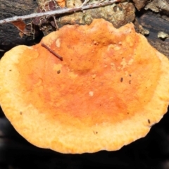 Trametes coccinea at Acton, ACT - 22 May 2022