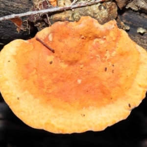 Trametes coccinea at Acton, ACT - 22 May 2022 11:16 AM