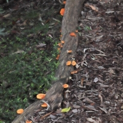 Trametes coccinea at Acton, ACT - 22 May 2022 11:16 AM