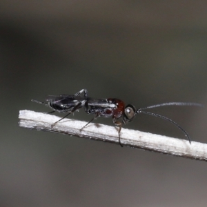 Monomachus antipodalis at Acton, ACT - 20 May 2022