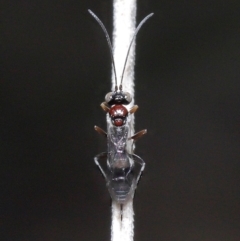 Monomachus antipodalis at Acton, ACT - 20 May 2022