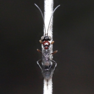 Monomachus antipodalis at Acton, ACT - 20 May 2022