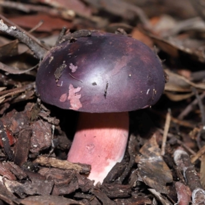 Russula 'purpureoflava group' at Acton, ACT - 20 May 2022 by TimL