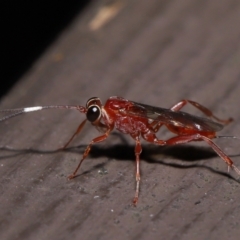 Ichneumonidae (family) (Unidentified ichneumon wasp) at Acton, ACT - 20 May 2022 by TimL