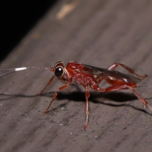 Ichneumonidae (family) at Acton, ACT - 20 May 2022 01:21 PM