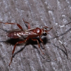 Ichneumonidae (family) at Acton, ACT - 20 May 2022 01:21 PM