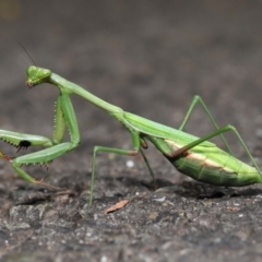 Pseudomantis albofimbriata (False garden mantis) at Acton, ACT - 24 Apr 2022 by TimL