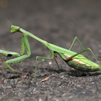 Pseudomantis albofimbriata (False garden mantis) at Acton, ACT - 24 Apr 2022 by TimL