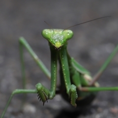 Pseudomantis albofimbriata at Acton, ACT - 24 Apr 2022