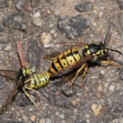 Vespula germanica (German Yellowjacket Wasp (also known as European Wasp)) at Acton, ACT - 20 May 2022 by TimL