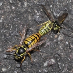 Vespula germanica at Acton, ACT - 20 May 2022 01:01 PM