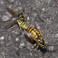 Vespula germanica at Acton, ACT - 20 May 2022 01:01 PM