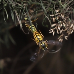 Vespula germanica at Acton, ACT - 20 May 2022 01:01 PM