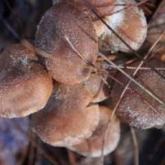 Unidentified Fungus by LisaH