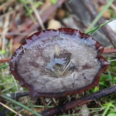 Unidentified Fungus by LisaH