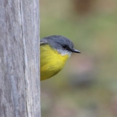 Eopsaltria australis (Eastern Yellow Robin) at Moruya, NSW - 24 May 2022 by LisaH